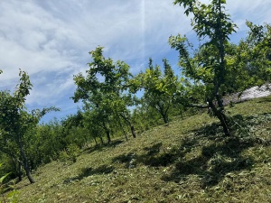 出售曙光镇莲花村一处住宅，水库，果园山。随时可以看，